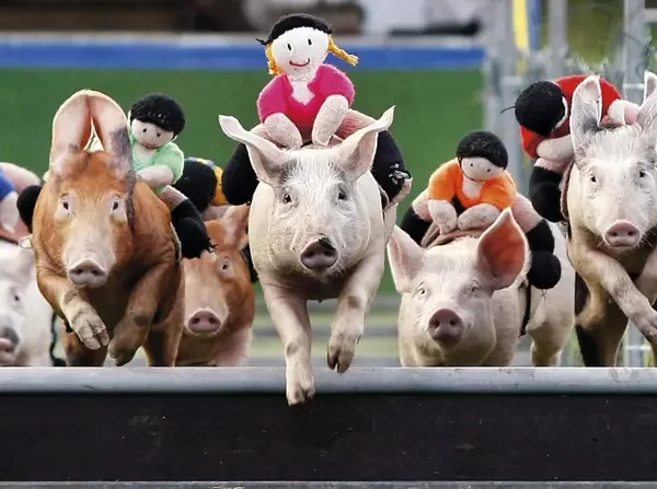 Toy jockeys on racing pigs clearing a hurdle.