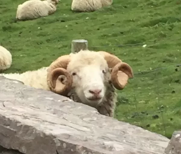 A curious sheep peeking over a fence in a pasture.