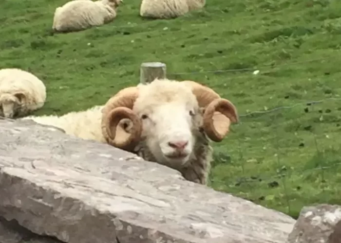 A curious sheep peeking over a fence in a pasture.
