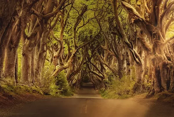 A serene, tree-lined road with intertwining branches forming a natural tunnel.