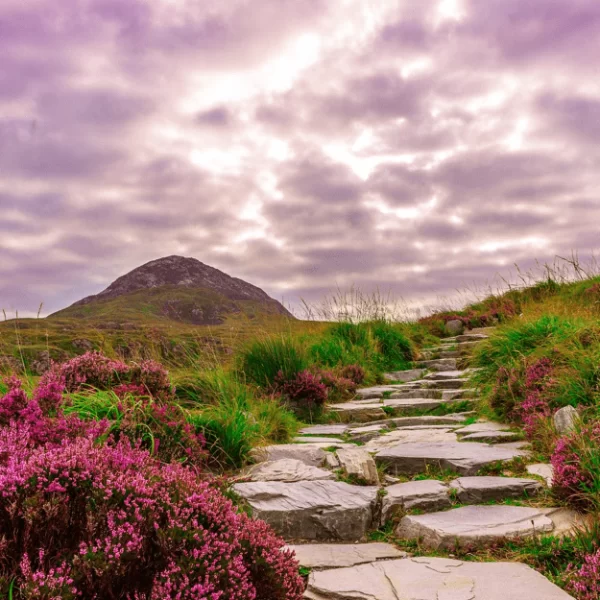 Stone pathway leading through a field of purple flowers towards a mountain under a cloudy sky.