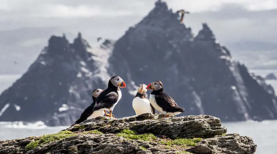 Three atlantic puffins on a rocky outcrop with a rugged, rocky island in the background.