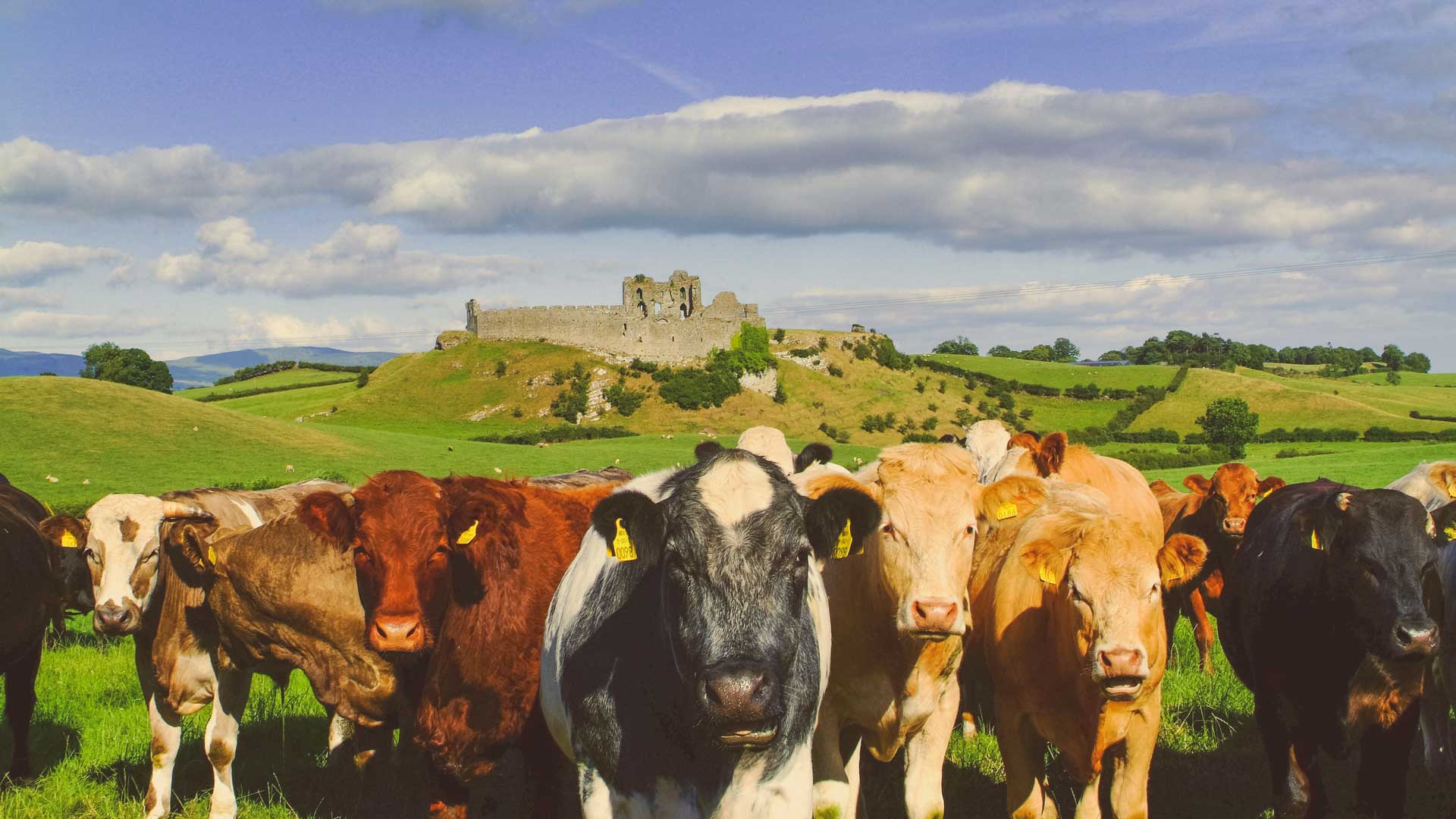Cows in front of a castle in Ireland