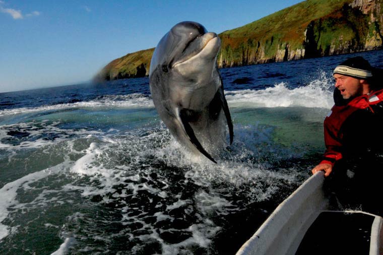 Dolphin jumping next to a boat in Ireland