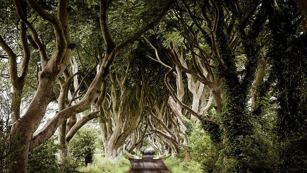 Game of Thrones - The Dark Hedges