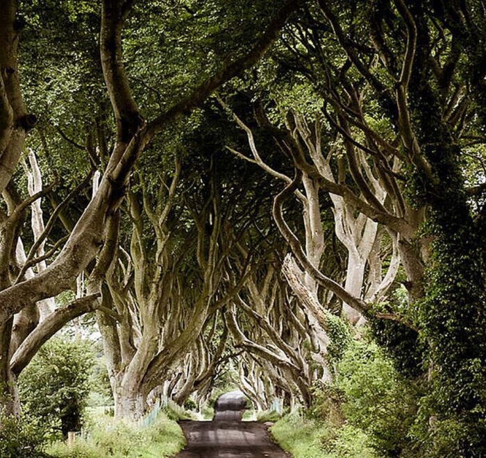 Game of Thrones - The Dark Hedges