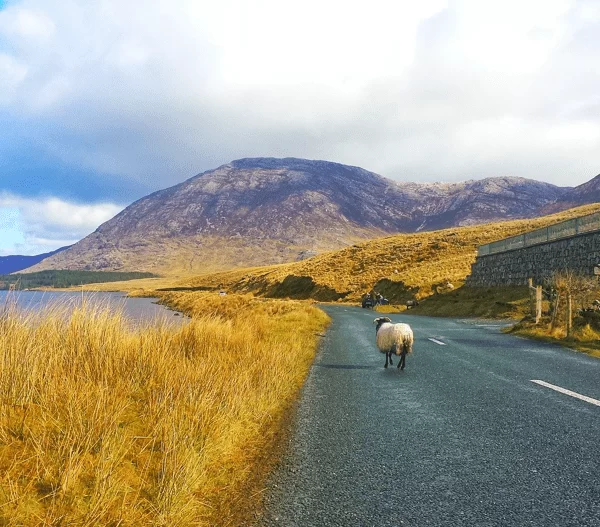 Sheep walking on a deserted road with mountains and a lake under a cloudy sky.