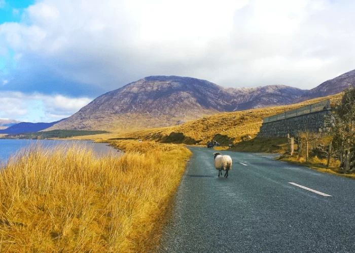 Sheep walking on a deserted road with mountains and a lake under a cloudy sky.