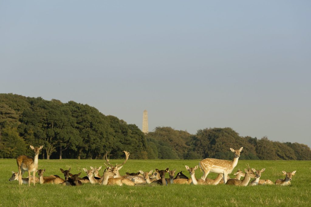 Deer at Dublin Zoo