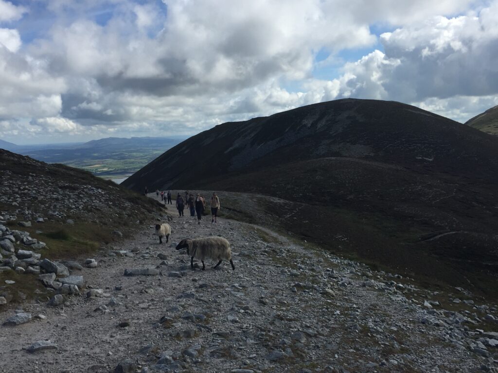 Sheep and people on rocky hiking trail in the mountain