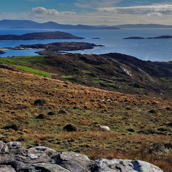 A rugged coastal landscape with rolling hills, grazing sheep, and scattered islands under a blue sky.