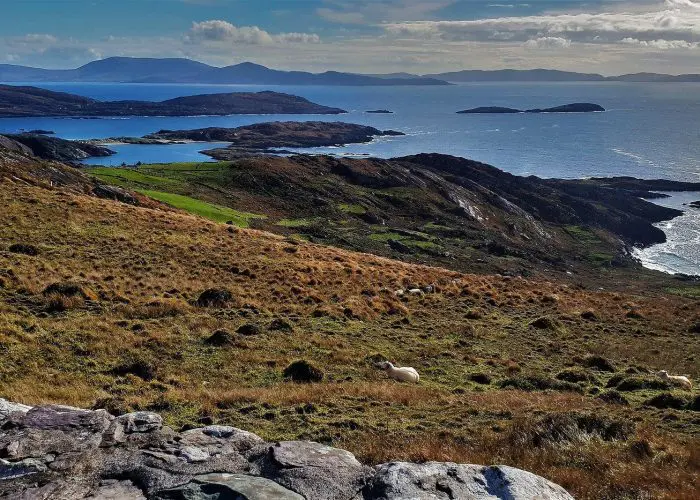 A rugged coastal landscape with rolling hills, grazing sheep, and scattered islands under a blue sky.