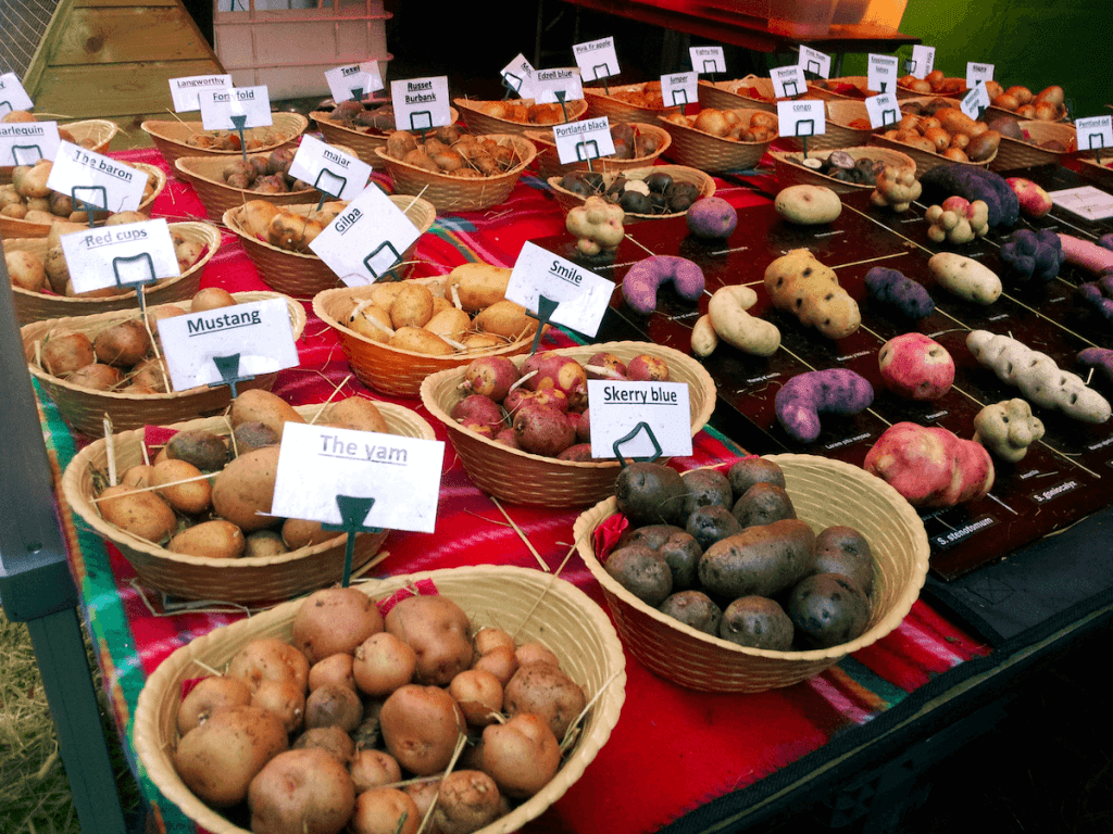 Irish potatoes