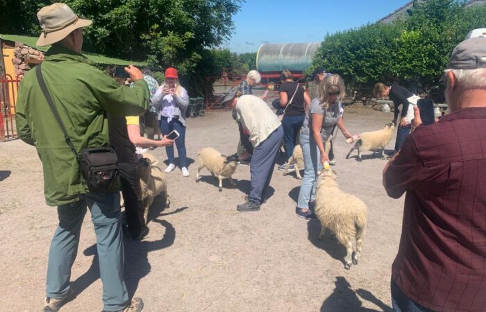 Tourists interacting with sheep on a sunny day at a farm during an Ireland Tours small group tour.