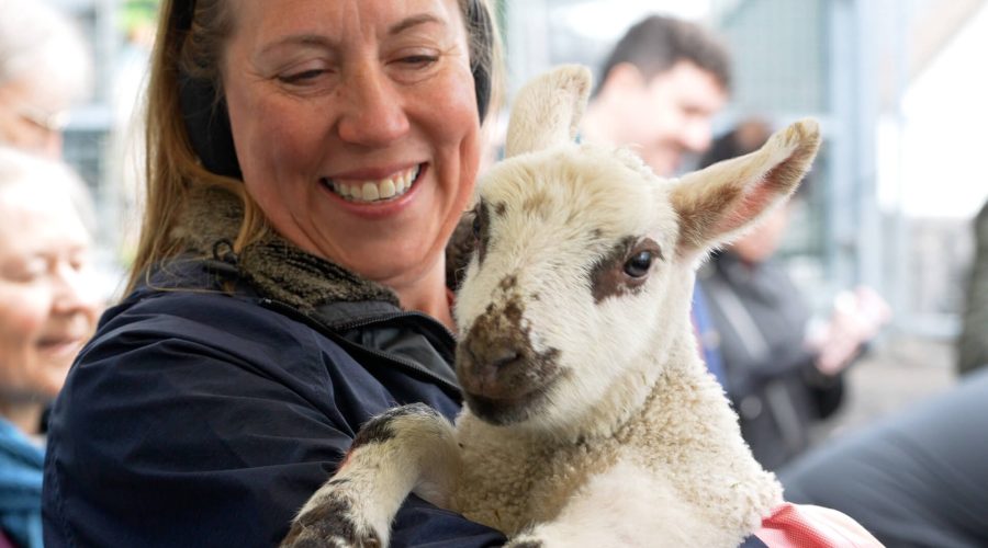 A person smiles while holding a young lamb close to their face, embodying the charm of an Emerald Explorer Ireland tour. Other people are visible in the background.