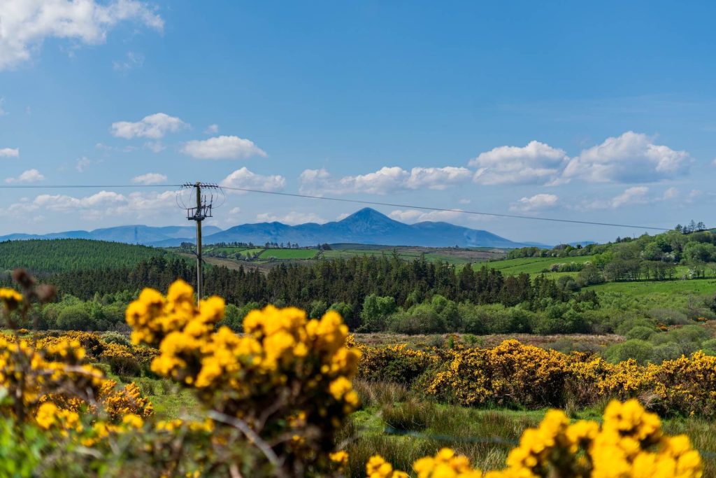 a field with yellow flowers and mountains in the background