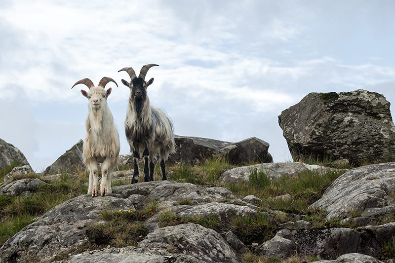 Friendly Connemara Locals