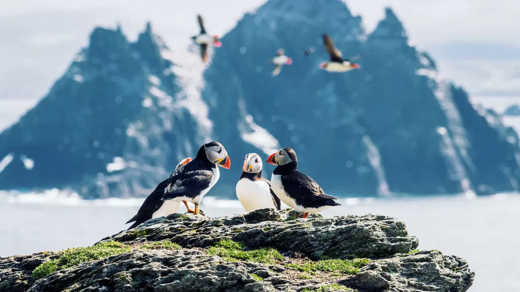 Three puffins on a rocky outcrop with the rocky island of Skellig Michael, off the coast of County Kerry in Ireland, in the background.