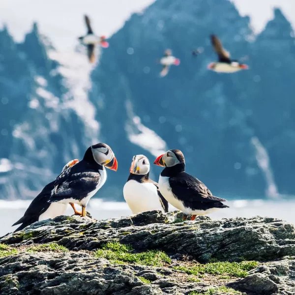 Three puffins on a rocky outcrop with flying puffins and mountainous peaks in the background.