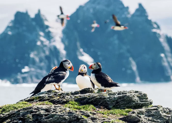 Three puffins on a rocky outcrop with flying puffins and mountainous peaks in the background.