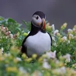 Where To See Puffins In Ireland
