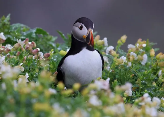 Where To See Puffins In Ireland